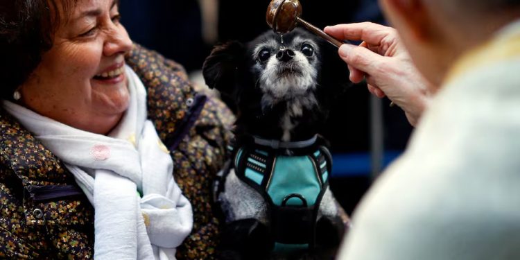 Espanha: Igreja de Madri abençoa animais de estimação com água benta