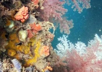 Coral invasor: Espécie ameaça corais nativos do litoral brasileiro