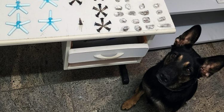 Guarapari: PM apreende drogas com apoio da equipe K9
