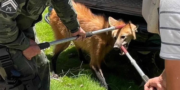 Itapemirim: Lobo Guará é resgatado na zona rural