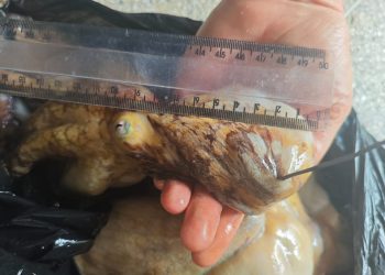 Guarapari: Polícia Militar flagra pesca ilegal de Polvos na Praia das Castanheiras