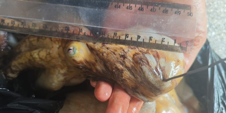 Guarapari: Polícia Militar flagra pesca ilegal de Polvos na Praia das Castanheiras