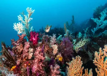 Meio Ambiente: Recifes de corais podem sobreviver se mudança climática for contida
