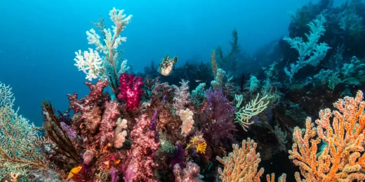 Meio Ambiente: Recifes de corais podem sobreviver se mudança climática for contida