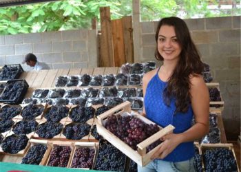 Alfredo Chaves: Cerca de 2 toneladas de uva  serão comercializadas na Festa da Uva e do Vinho