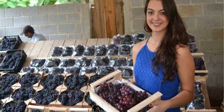Alfredo Chaves: Cerca de 2 toneladas de uva  serão comercializadas na Festa da Uva e do Vinho