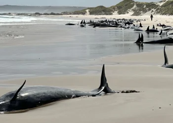 Austrália: Mais de 150 baleias encalham em praia remota