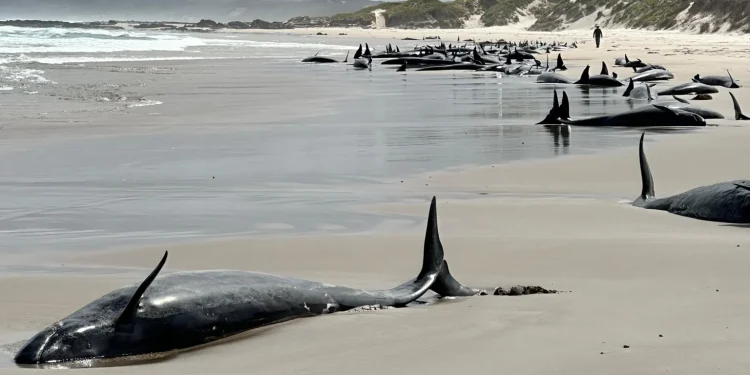 Austrália: Mais de 150 baleias encalham em praia remota