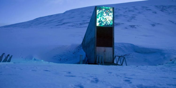 Ártico: Cofre do “juízo final” recebe mais de 14 mil novas sementes