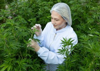 Embrapa: Agência agrícola brasileira planeja pesquisa de longo prazo sobre cultivo de cannabis