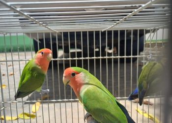 Espírito Santo: Programa Guardião de Fauna disponibiliza 16 animais para adoção responsável
