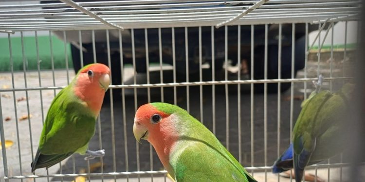 Espírito Santo: Programa Guardião de Fauna disponibiliza 16 animais para adoção responsável
