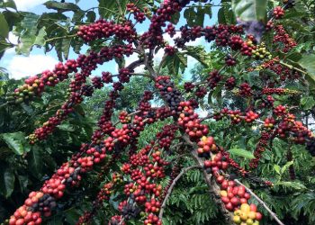 Brasil: Torrefadores se preocupam com café falsificado à medida que os preços disparam