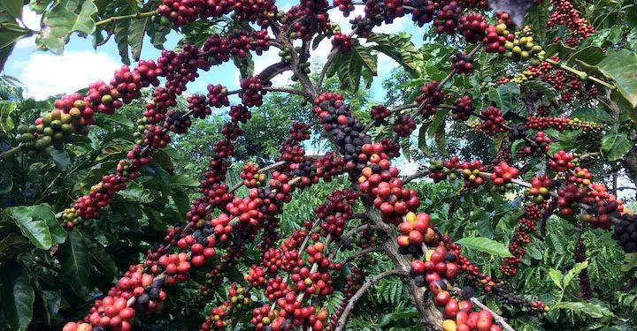Brasil: Torrefadores se preocupam com café falsificado à medida que os preços disparam
