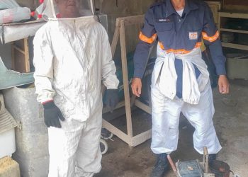 Anchieta: Prefeitura recolhe abelhas que botavam população de Mãe-Bá em risco