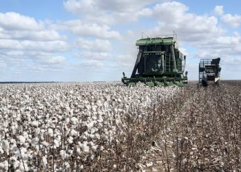 Agro: Brasil se torna o maior exportador de algodão do mundo pela primeira vez