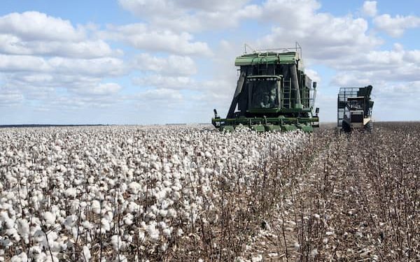 Agro: Brasil se torna o maior exportador de algodão do mundo pela primeira vez