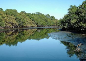 Guarapari: Remada Ecológica promove segunda edição para limpar manguezal e praia