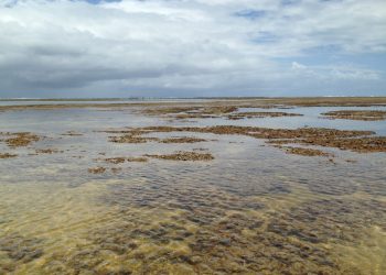 Nordeste: Barreira de corais entre AL e PE está virando cemitério submerso