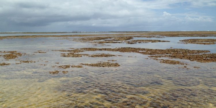 Nordeste: Barreira de corais entre AL e PE está virando cemitério submerso