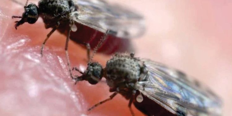 Anchieta: Município registra 34 casos de Oropouche e prefeitura alerta sobre medidas de prevenção