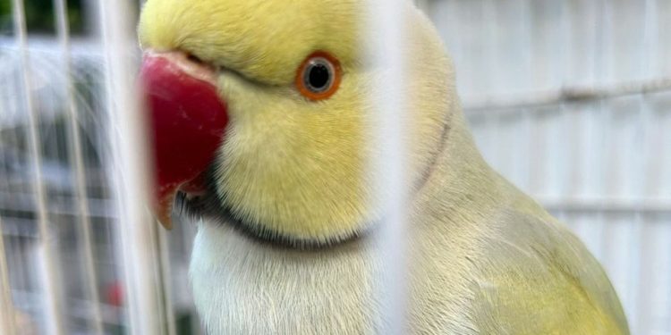 Espírito Santo: Iema entrega mais 24 animais para Guardiões de Fauna