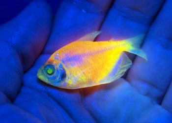Brasil: Ibama apreende mais de 58 mil peixes geneticamente modificados