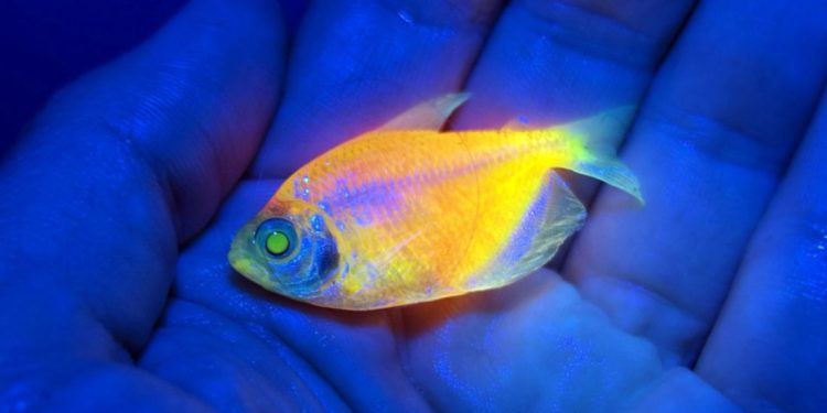 Brasil: Ibama apreende mais de 58 mil peixes geneticamente modificados