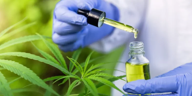 Cannabis medicinal: Anvisa vai abrir consulta pública sobre regulamentação do uso