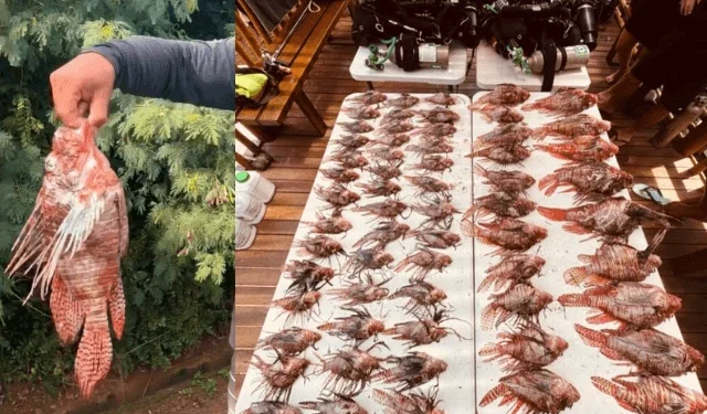 Espécie invasora: Maior peixe-leão do mundo é capturado em Fernando de Noronha
