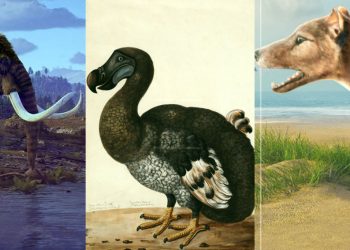 Além do lobo-terrível: Empresa quer desfazer extinção de outros animais