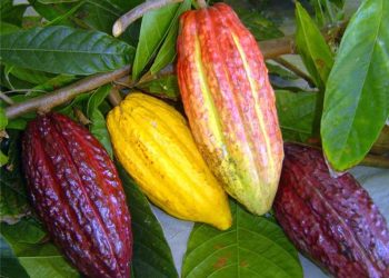 Alfredo Chaves: Seminário inicia Projeto Arranjos Produtivos