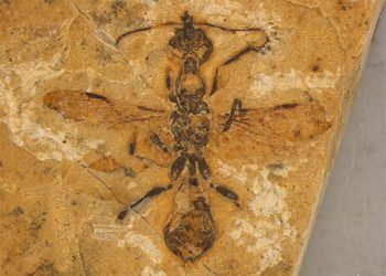 Ceará: Formiga mais antiga conhecida é preservada em fóssil brasileiro de 113 milhões de anos