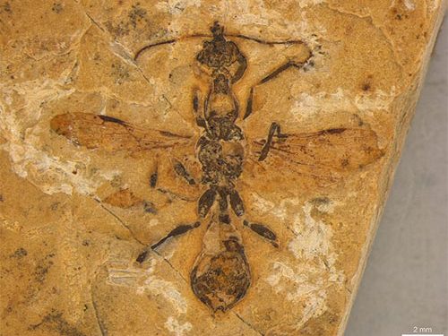 Ceará: Formiga mais antiga conhecida é preservada em fóssil brasileiro de 113 milhões de anos