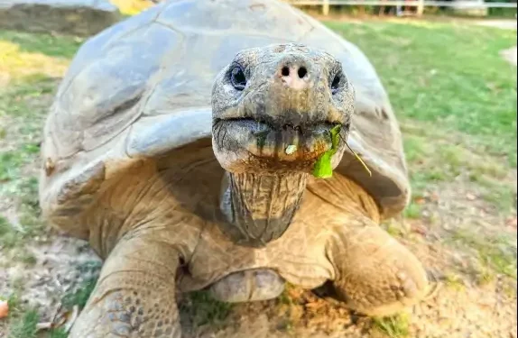 EUA: Tartaruga-das-galápagos se torna mãe pela 1ª vez aos 100 anos em zoológico