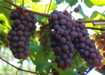 Espírito Santo: Pesquisa apresenta diagnóstico da produção e do processamento de uva no Estado