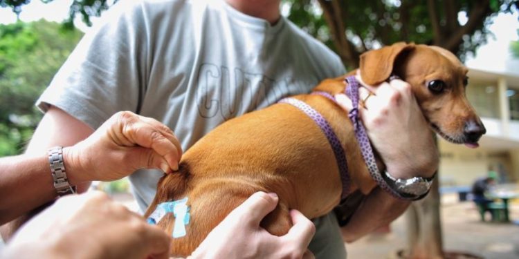 Anchieta: Prefeitura altera calendário da Campanha de Vacinação contra a raiva