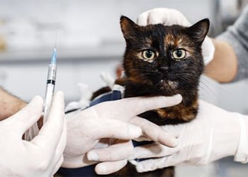 Piúma: Prefeitura alerta sobre casos de esporotricose em felinos e reforça importância do diagnóstico precoce