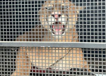 Iconha: BPMA resgata onça-parda no centro da cidade