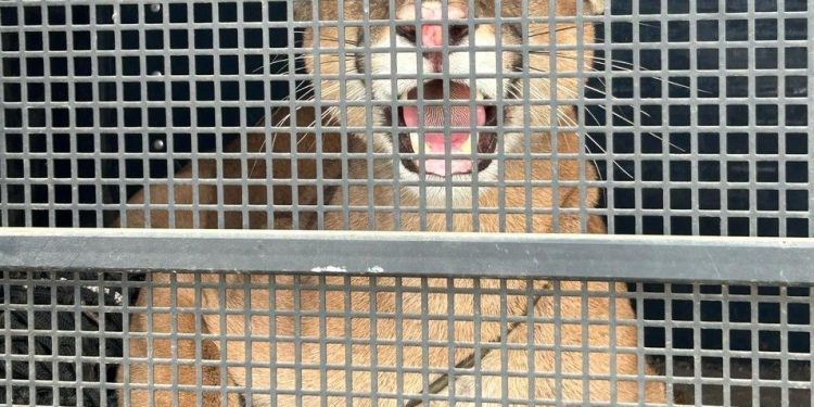 Iconha: BPMA resgata onça-parda no centro da cidade