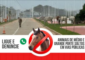 Presidente Kennedy: Prefeitura intensifica fiscalização com serviço 24h para denúncias de animais soltos nas vias públicas