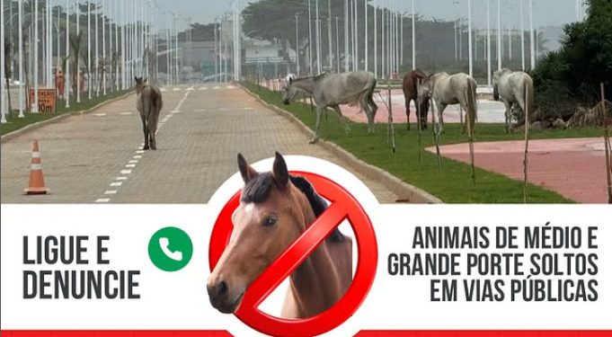 Presidente Kennedy: Prefeitura intensifica fiscalização com serviço 24h para denúncias de animais soltos nas vias públicas