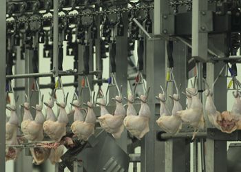 Gripe aviária: Coreia do Sul realizará inspeção nos frigoríficos de frango do Brasil para reabrir comércio de exportação