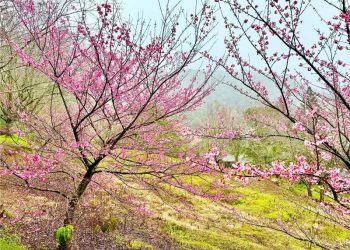 Alfredo Chaves: Cerejeiras em flor no interior encantam moradores e visitantes