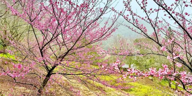 Alfredo Chaves: Cerejeiras em flor no interior encantam moradores e visitantes