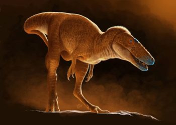 Ciência: Dinossauro ‘Príncipe Dragão’ da Mongólia foi o precursor do T. rex