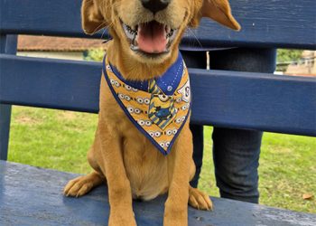 Guarapari: Prefeitura recebe verba estadual para castração animal