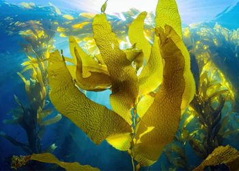 Pesquisa: Microalga remove resquícios de antibióticos que contaminam água