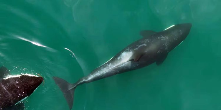 Meio Ambiente: Orcas usam algas marinhas como ferramentas para se limparem umas às outras