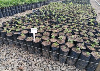 Presidente Kennedy: Porto Central amplia capacidade do viveiro reforçando compromisso com compensação florestal